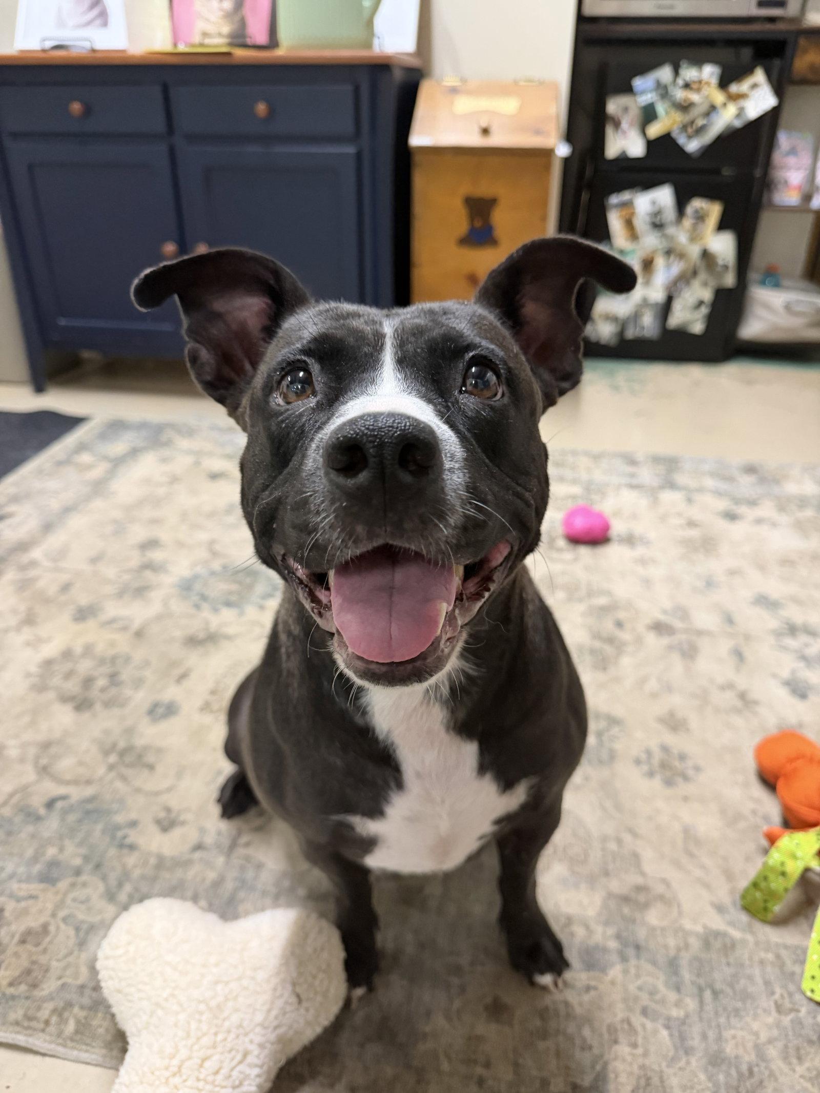 Enlarge Queenie, a Adoptable American Staffordshire Terrier in GILBERTS, IL image 3/3