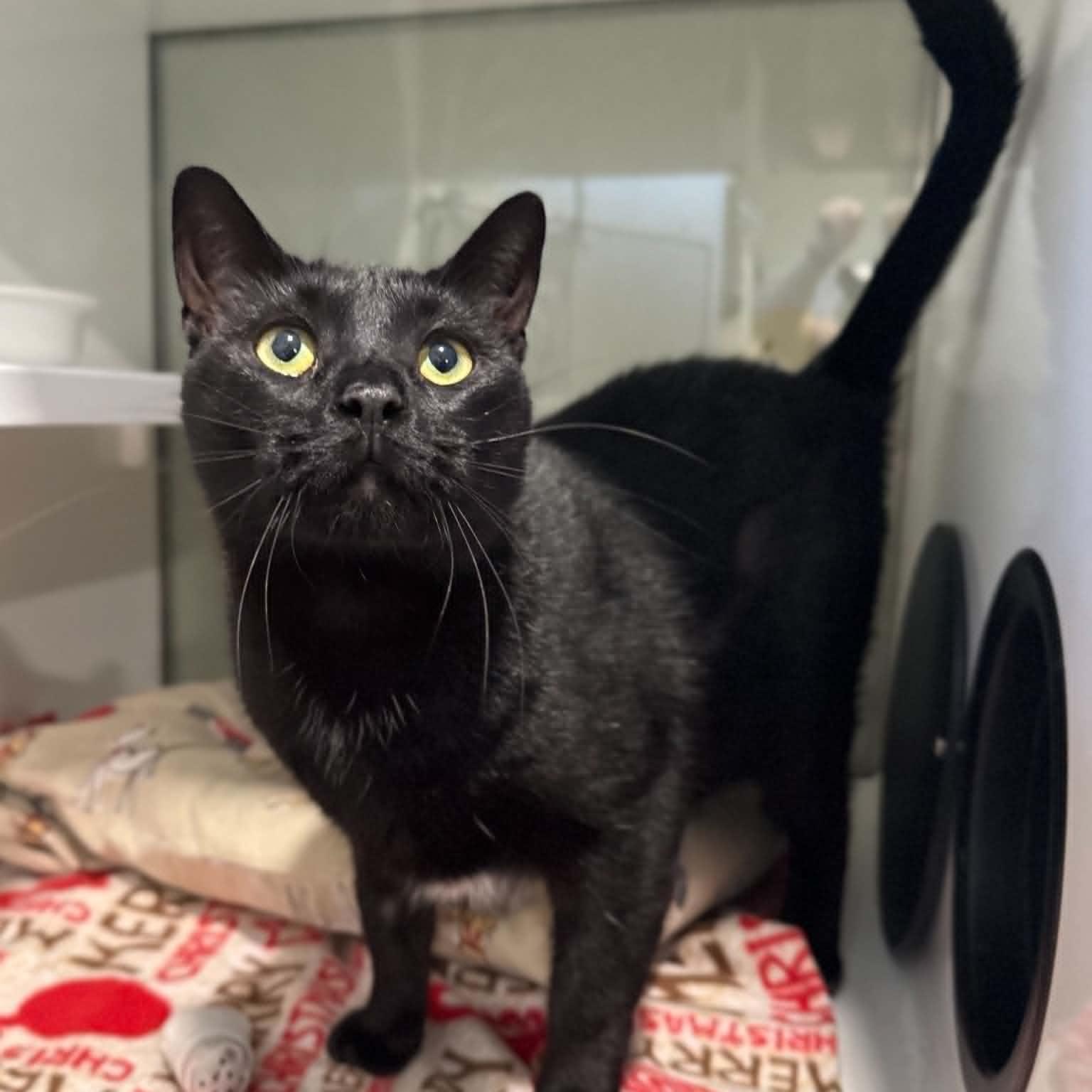 Abbott, Adopted, Senior Male Domestic Short Hair.