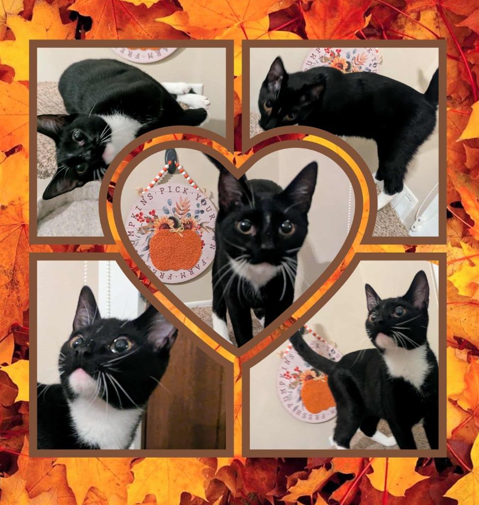 Sasha, Adoptable, Young Female Domestic Short Hair.