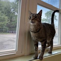 Smokie, Adoptable, Adult Male Domestic Short Hair.