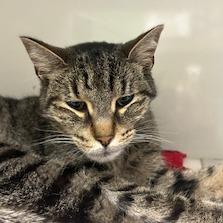 Enlarge Smokie, a Adoptable Domestic Short Hair in Warren, PA image 2/4