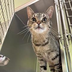 Enlarge Smokie, a Adoptable Domestic Short Hair in Warren, PA image 3/4