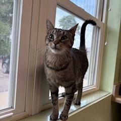 Enlarge Smokie, a Adoptable Domestic Short Hair in Warren, PA image 4/4