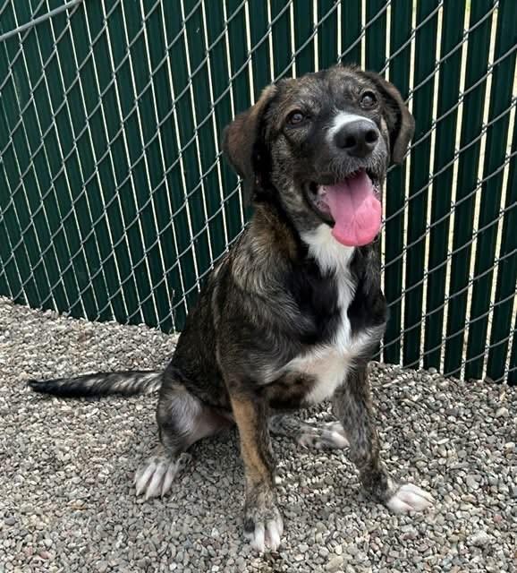 Enlarge Freya, a Adoptable mixed breed in Ripon, CA image 3/3