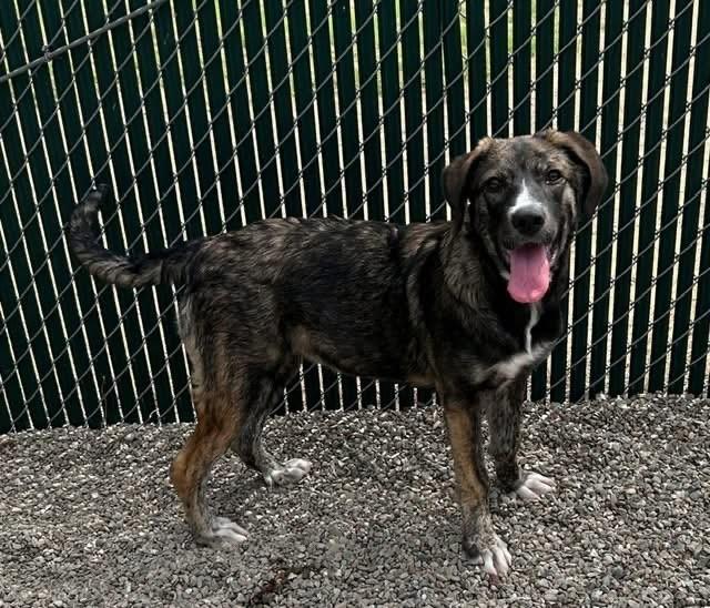 Freya, ADOPTABLE, Young Female Plott Hound.