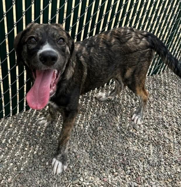 Enlarge Freya, a Adoptable mixed breed in Ripon, CA image 2/3