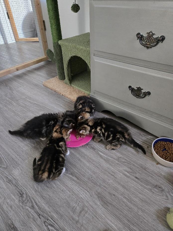 Annie and Autumn, Adoptable, Kitten Female Tabby.