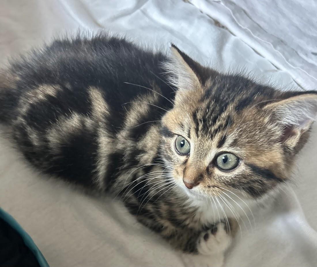 Enlarge Annie and Autumn, a Adoptable Tabby in Brantford, ON image 2/3