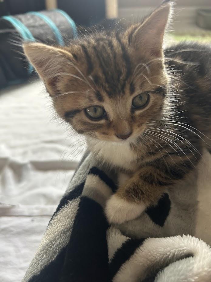 Enlarge Annie and Autumn, a Adoptable Tabby in Brantford, ON image 3/3