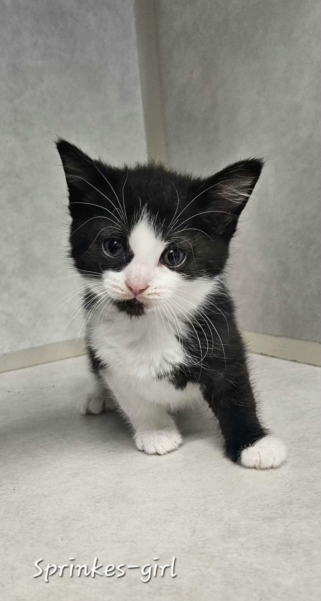 Enlarge Sprinkle, a Adopted Domestic Short Hair in Wapakoneta, OH image 3/3