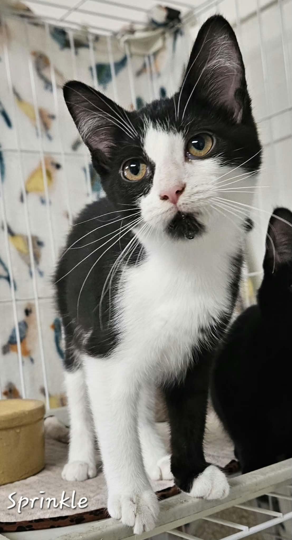 Enlarge Sprinkle, a Adopted Domestic Short Hair in Wapakoneta, OH image 2/3