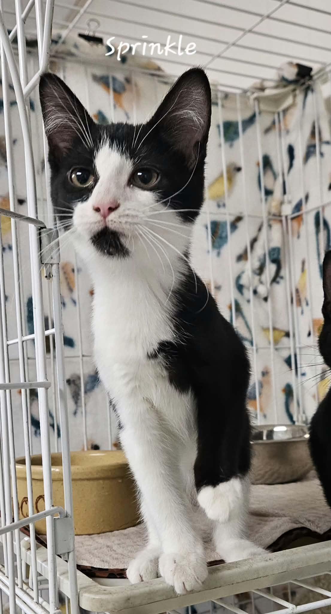 Sprinkle, Adopted, Young Female Domestic Short Hair.