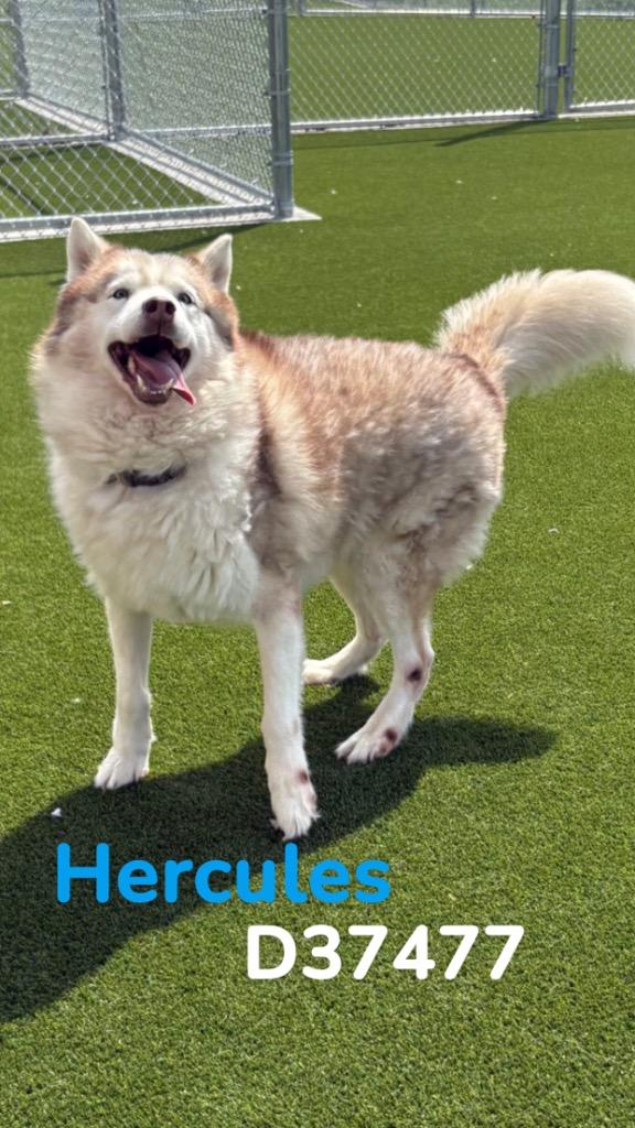Hercules, Adoptable, Senior Male Husky.