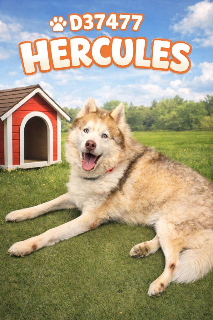 Enlarge Hercules, a Adoptable Husky in Clarksville, TN image 3/4