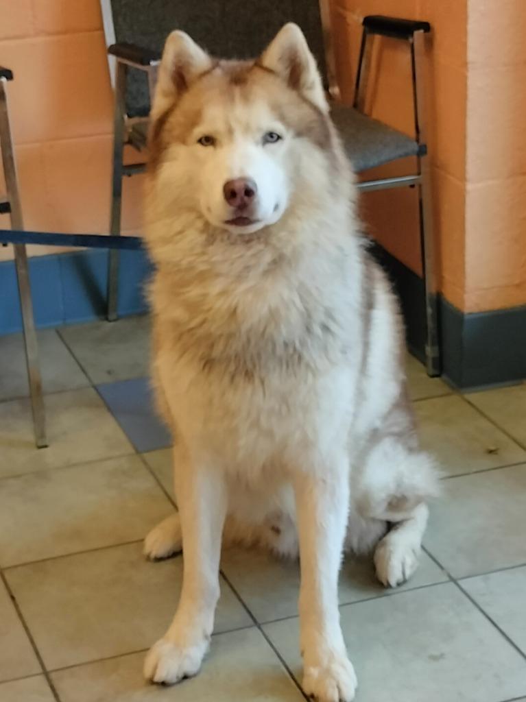 Enlarge Hercules, a Adoptable Husky in Clarksville, TN image 4/4