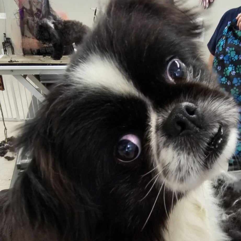 Dog for adoption Kara, a Pekingese in Hoopeston, IL Petfinder