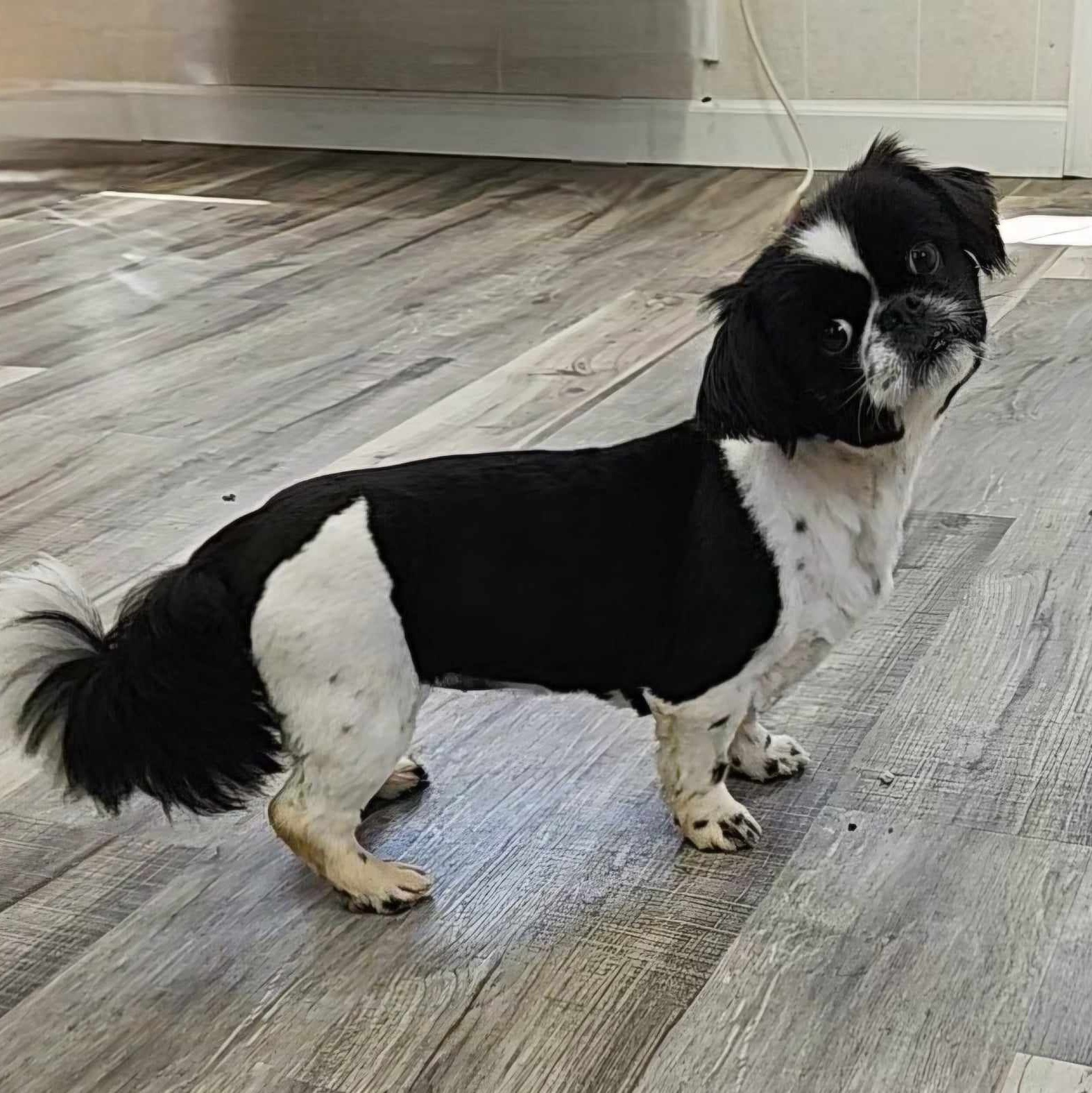 Dog for adoption Kara, a Pekingese in Hoopeston, IL Petfinder