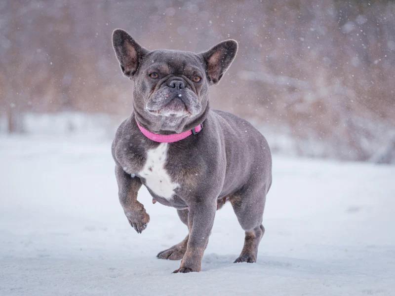 Enlarge Sophie, a ADOPTABLE French Bulldog in Pointe-Fortune, QC image 1/4