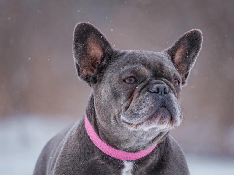 Enlarge Sophie, a ADOPTABLE French Bulldog in Pointe-Fortune, QC image 3/4