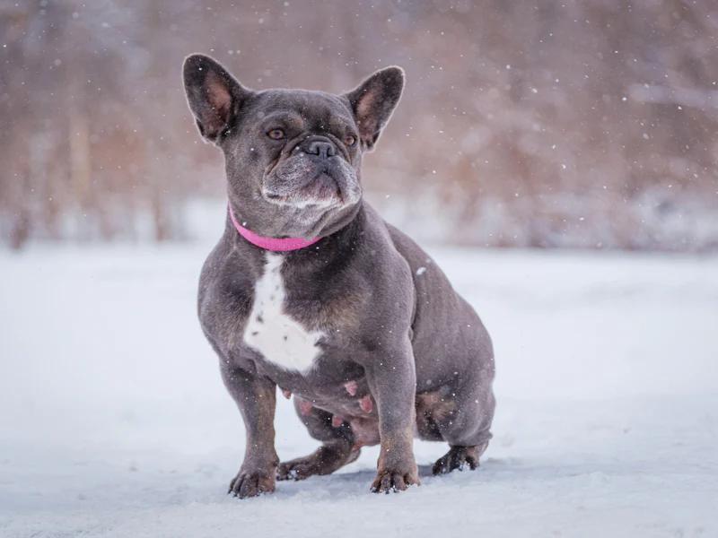 Enlarge Sophie, a ADOPTABLE French Bulldog in Pointe-Fortune, QC image 2/4