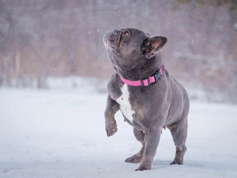 Enlarge Sophie, a ADOPTABLE French Bulldog in Pointe-Fortune, QC image 4/4