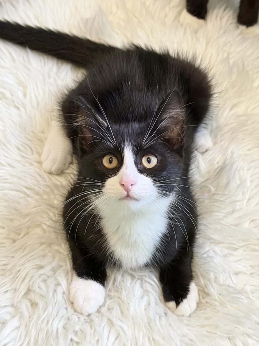 Milo (he wants to go home with his sister Coco)., an adopted Domestic Short Hair in Charlotte, NC image 3/5