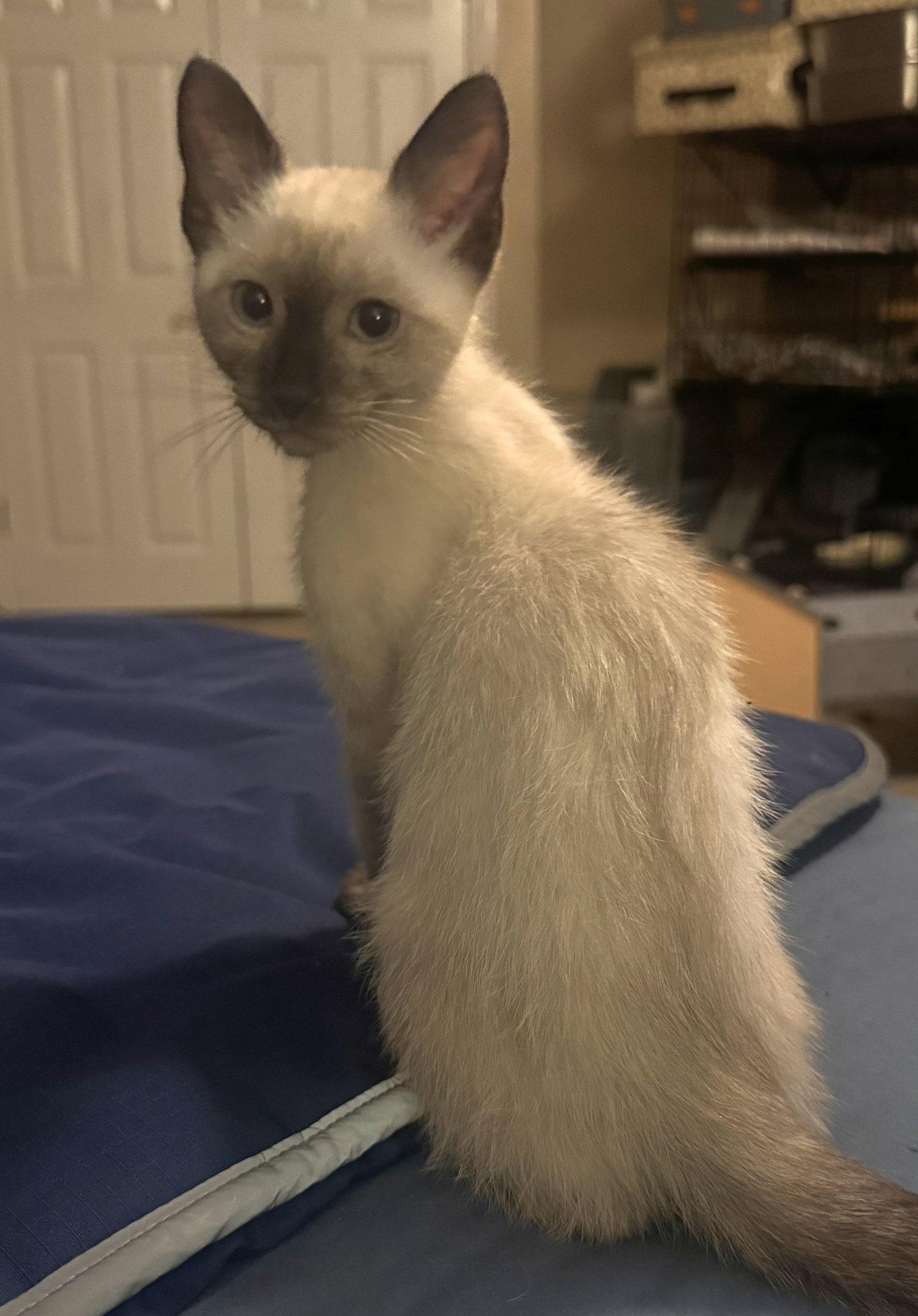 Toffee, Adopted, Kitten Male Siamese & Domestic Short Hair.