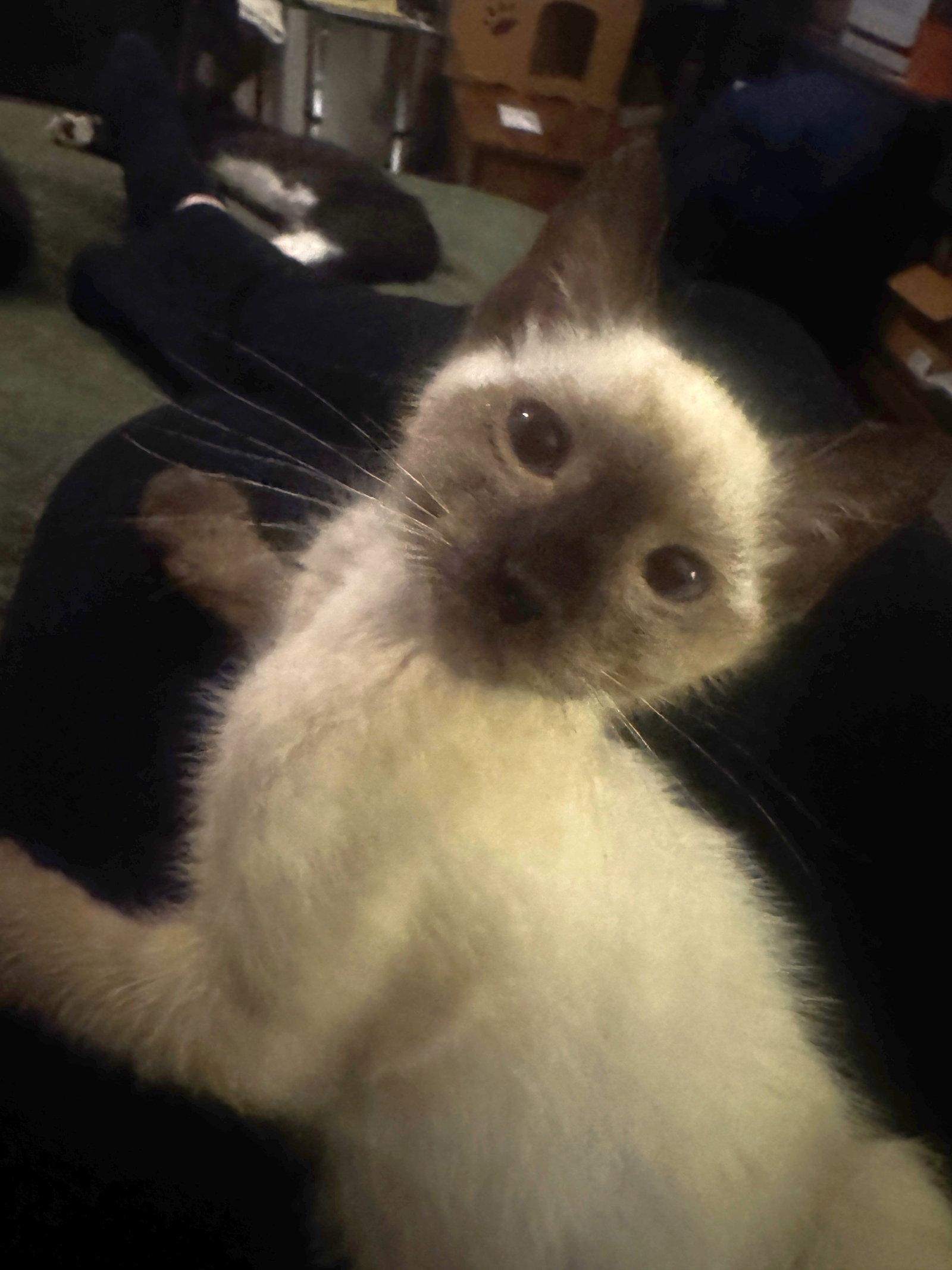 Toffee, a Adopted mixed breed in Seal Beach, CA image 2/3