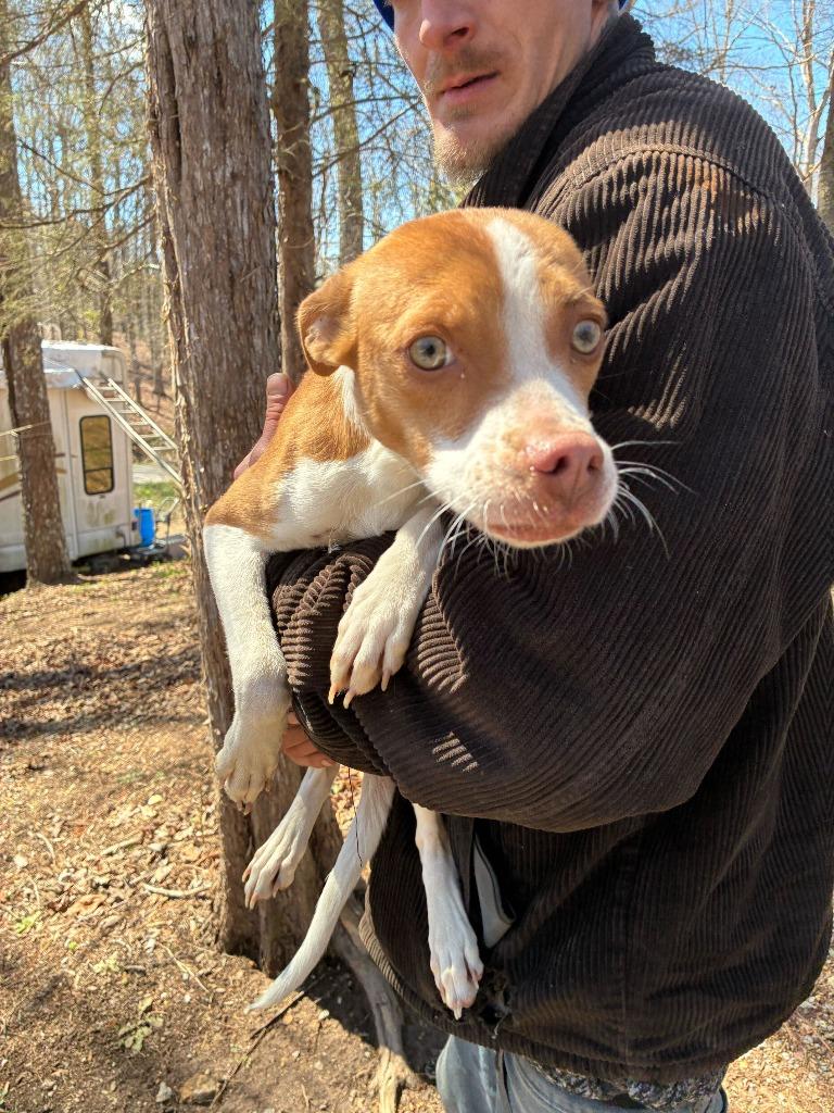 Enlarge Lucky" O'Gold- Available for Adoption, a Adoptable mixed breed in Chickamauga , GA image 1/3