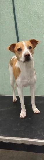 Enlarge Lucky" O'Gold- Available for Adoption, a Adoptable mixed breed in Chickamauga , GA image 2/3