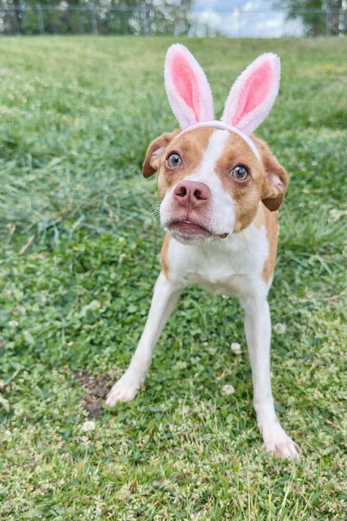 Enlarge Lucky" O'Gold- Available for Adoption, a Adoptable mixed breed in Chickamauga , GA image 3/3