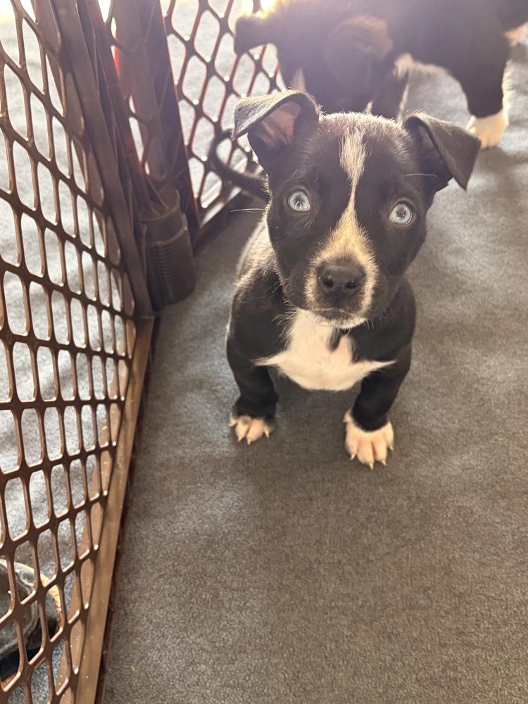 Indie, Adoptable, Puppy Female Collie & Labrador Retriever.
