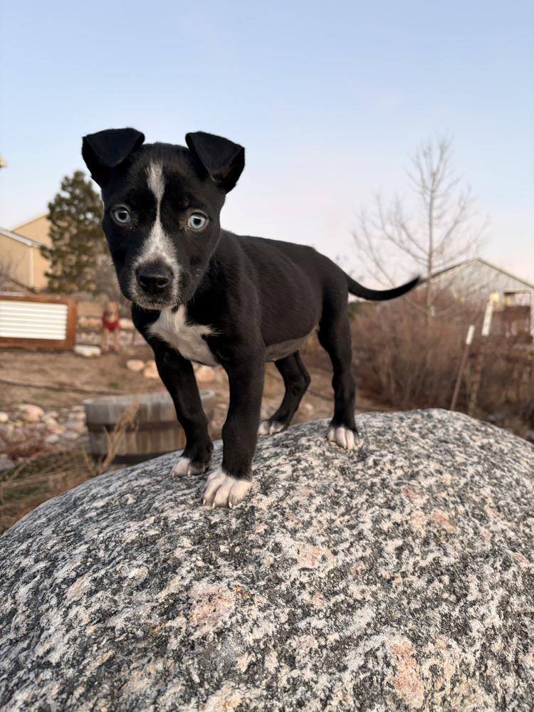 Enlarge Indie, a Adoptable mixed breed in Aurora, CO image 2/2