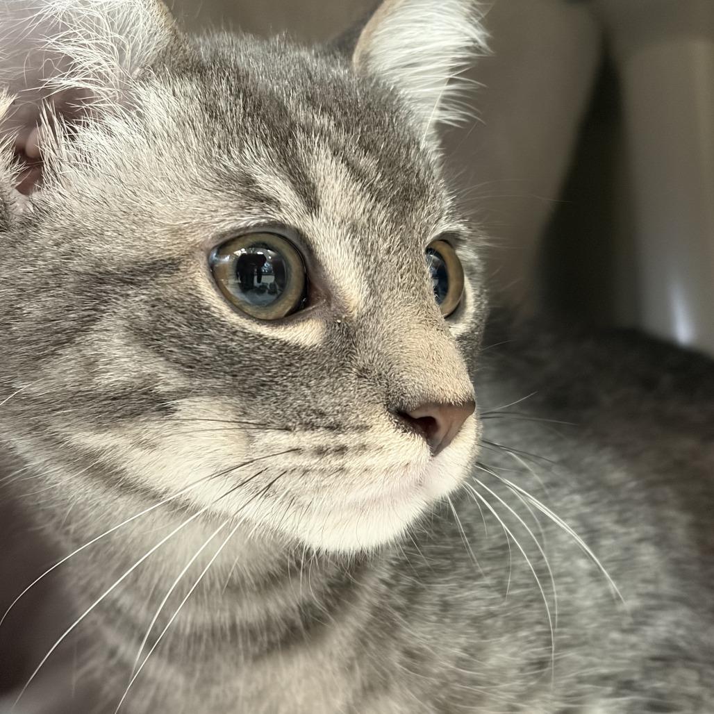 MONT-Stray-60000, Adoptable, Kitten Male Domestic Short Hair.