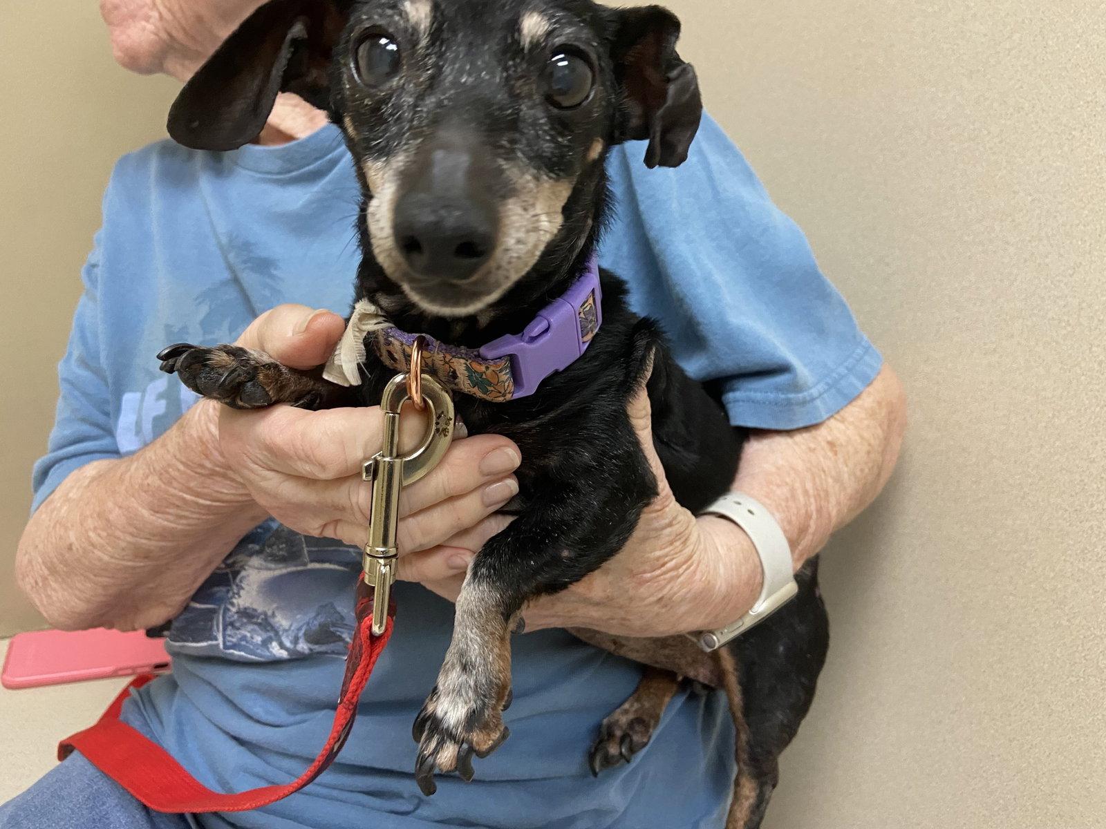 Dixie, Adopted, Senior Female Dachshund & Chihuahua.