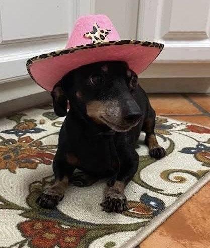 Enlarge Dixie, a Adopted mixed breed in Jacksonville, FL image 2/3