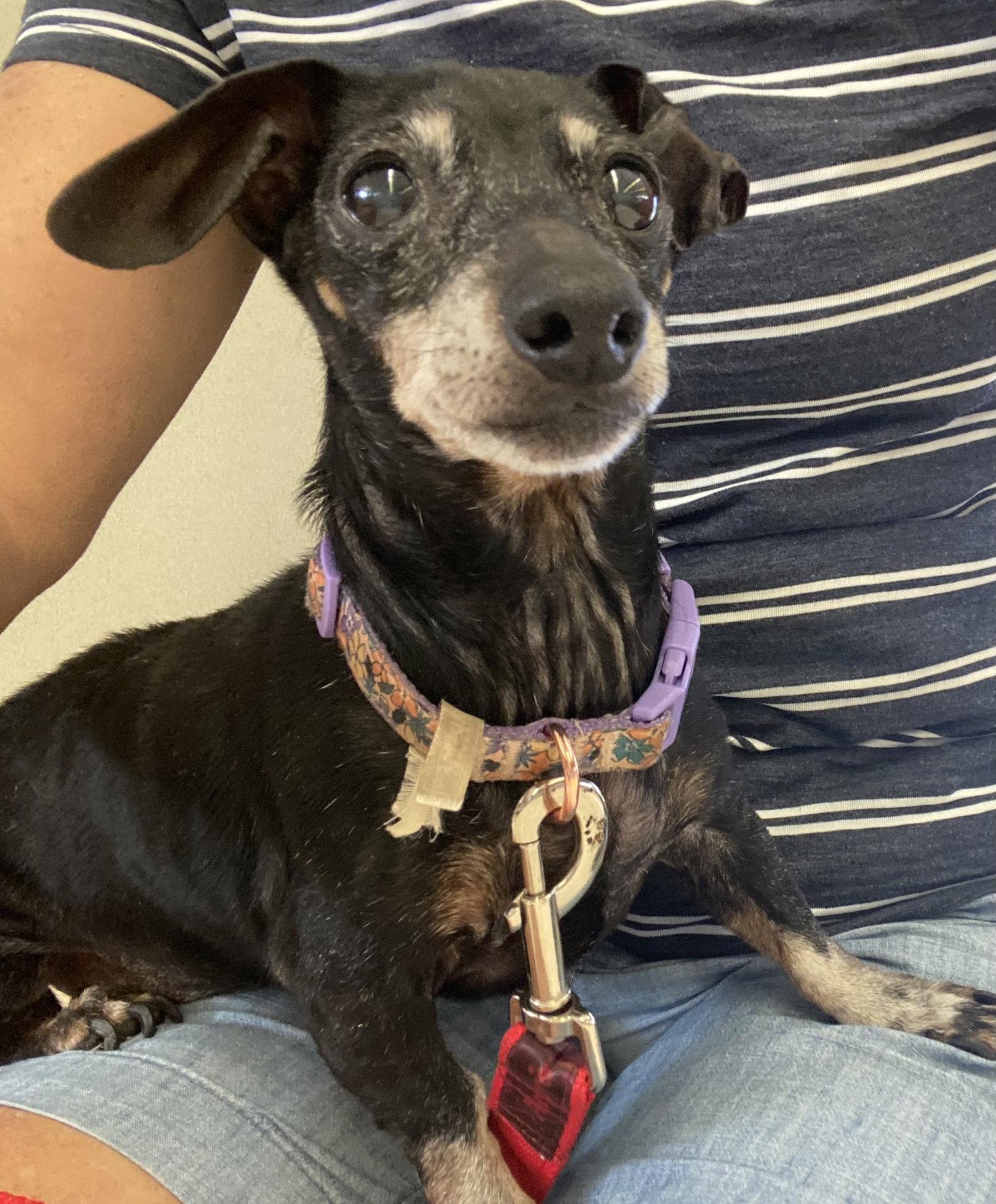 Enlarge Dixie, a Adopted mixed breed in Jacksonville, FL image 3/3