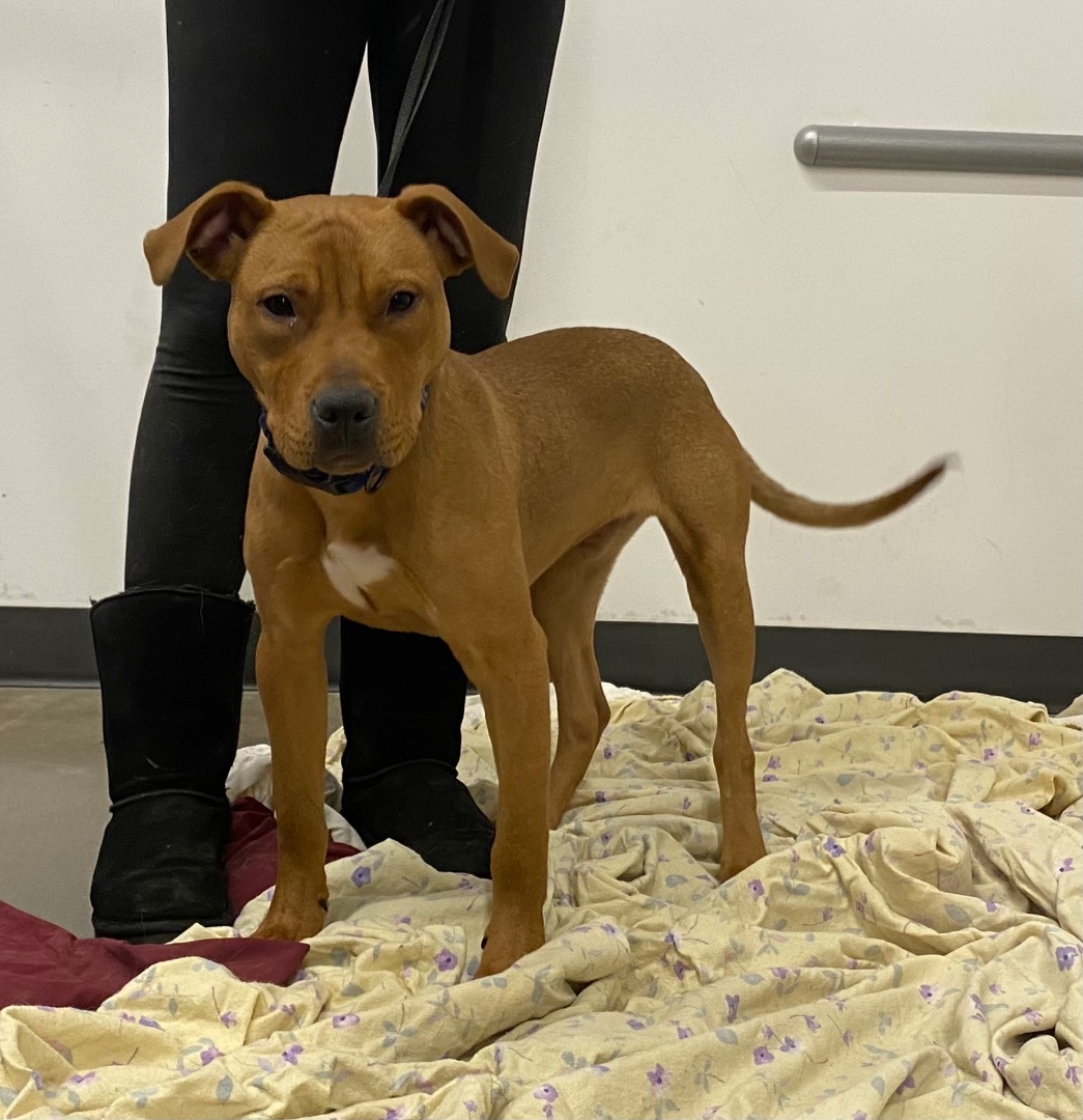 Enlarge Tigger aka Zeus, an adoptable mixed breed in Zimmerman, MN image 2/4