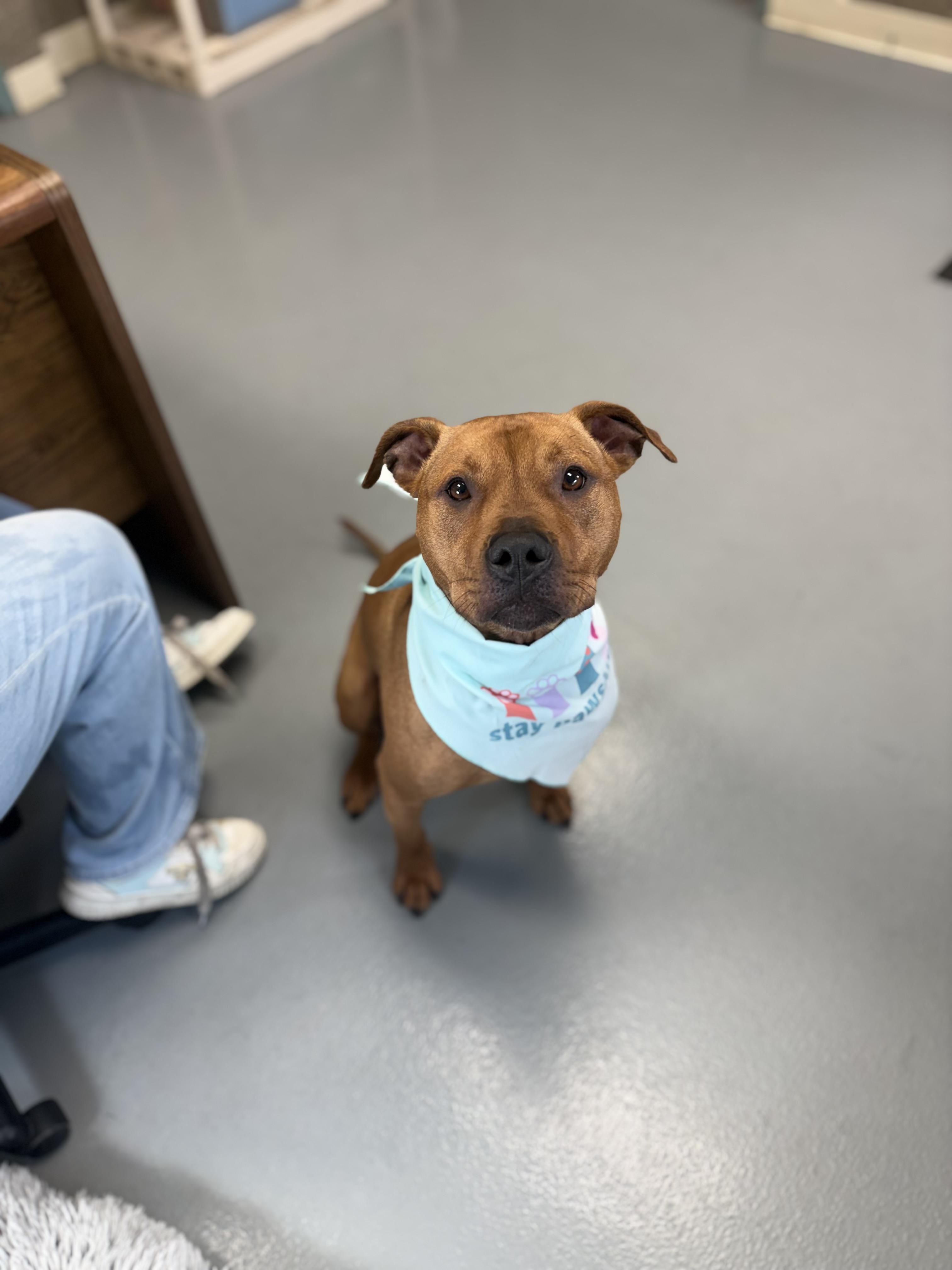 Enlarge Tigger aka Zeus, an adoptable mixed breed in Zimmerman, MN image 4/4
