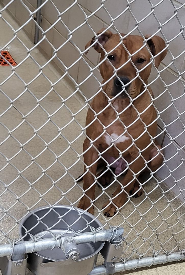Enlarge Tigger aka Zeus, an adoptable mixed breed in Zimmerman, MN image 3/4