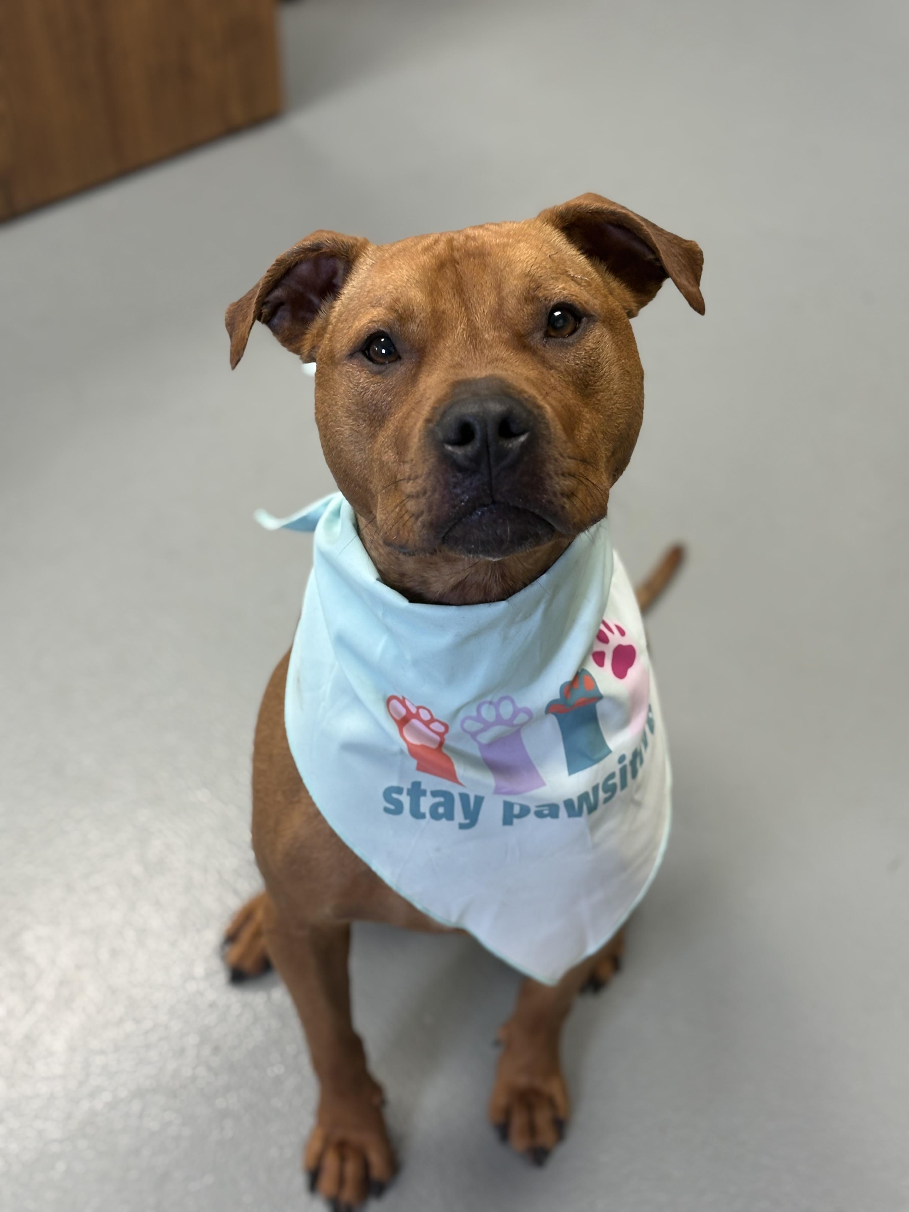 Enlarge Tigger aka Zeus, an adoptable mixed breed in Zimmerman, MN image 1/4