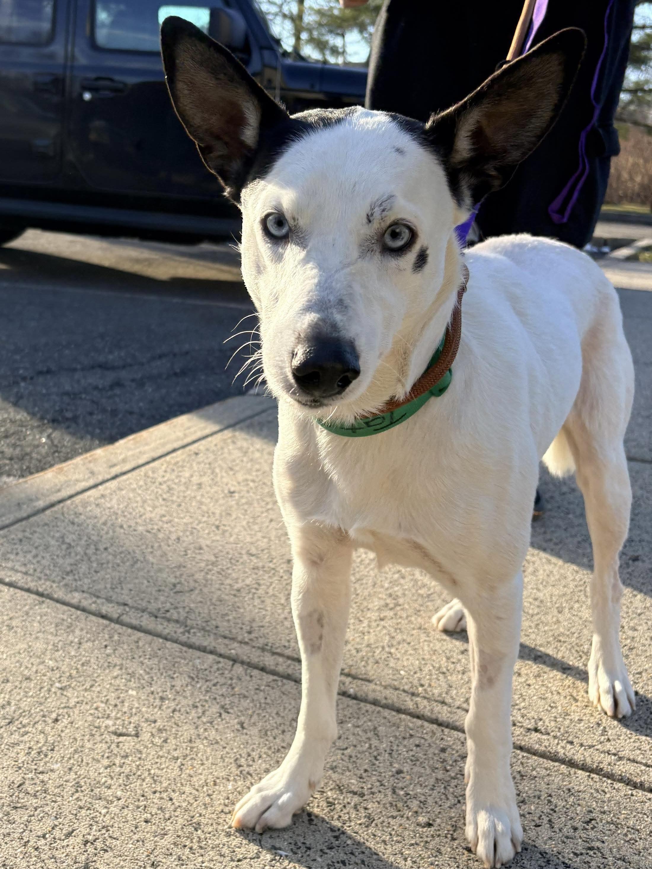 Enlarge Tater, a hold mixed breed in Westwood, NJ image 1/6