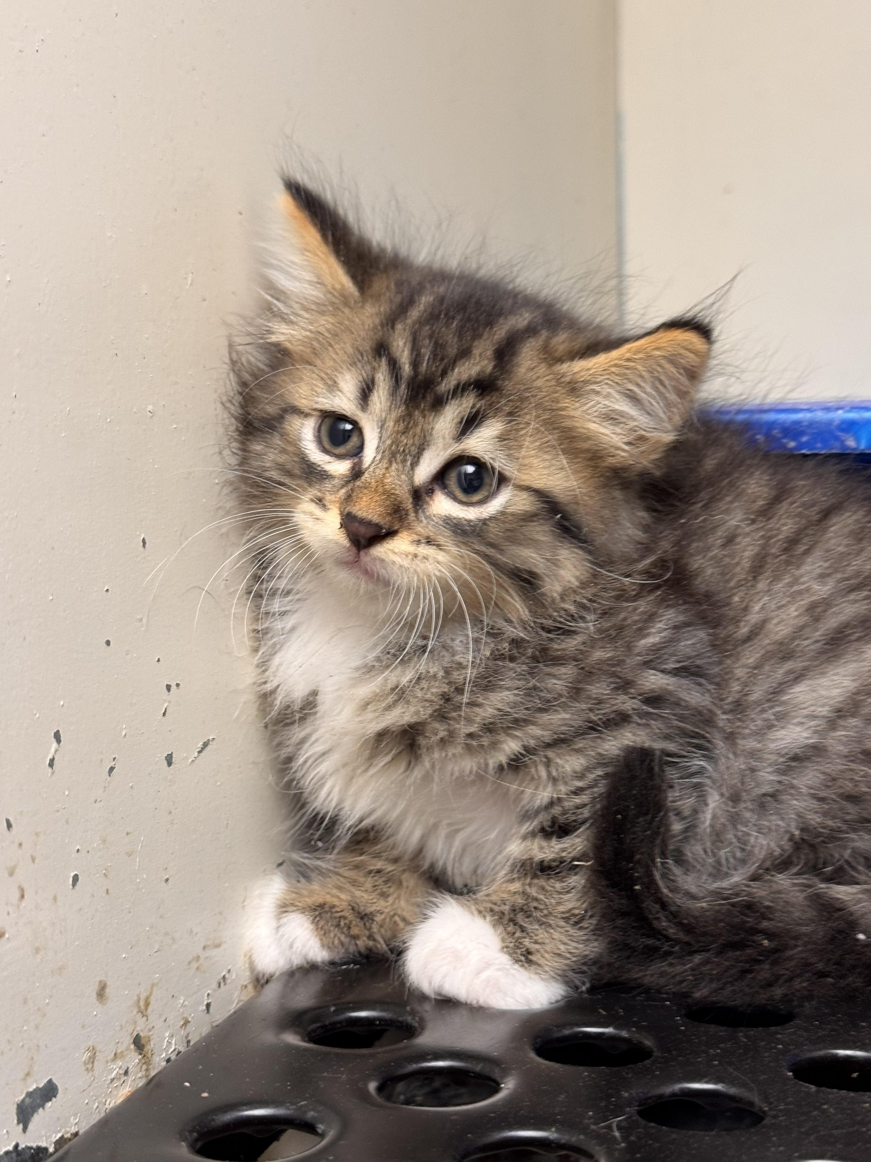 Enlarge KRABBY PATTY, an adopted Domestic Short Hair in Jenks, OK image 1/1