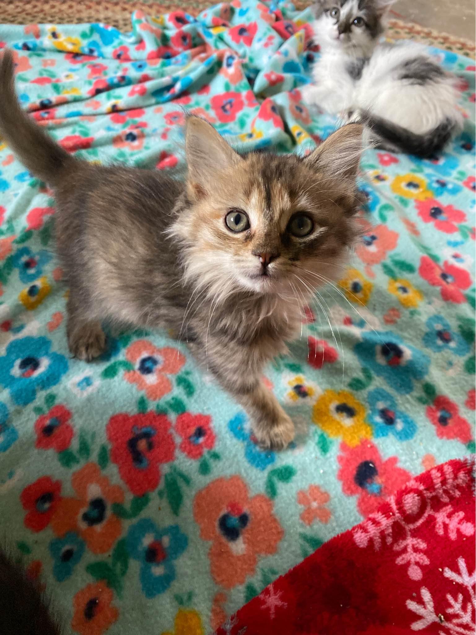 Enlarge Caramel Swirl, a Adopted Domestic Long Hair in Clyde, NC image 1/1