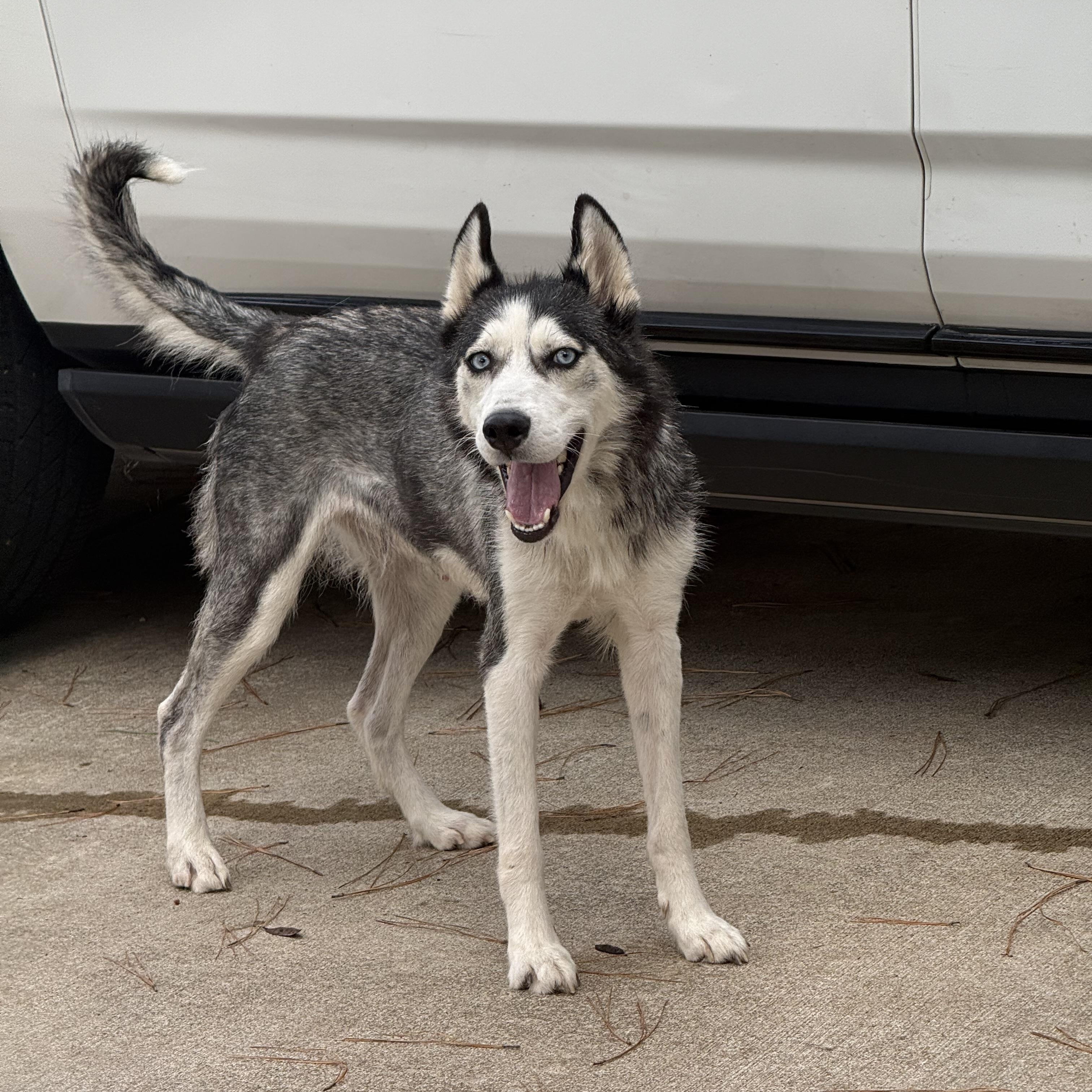 Enlarge Bella, a Adoptable mixed breed in Jefferson City, MO image 2/5