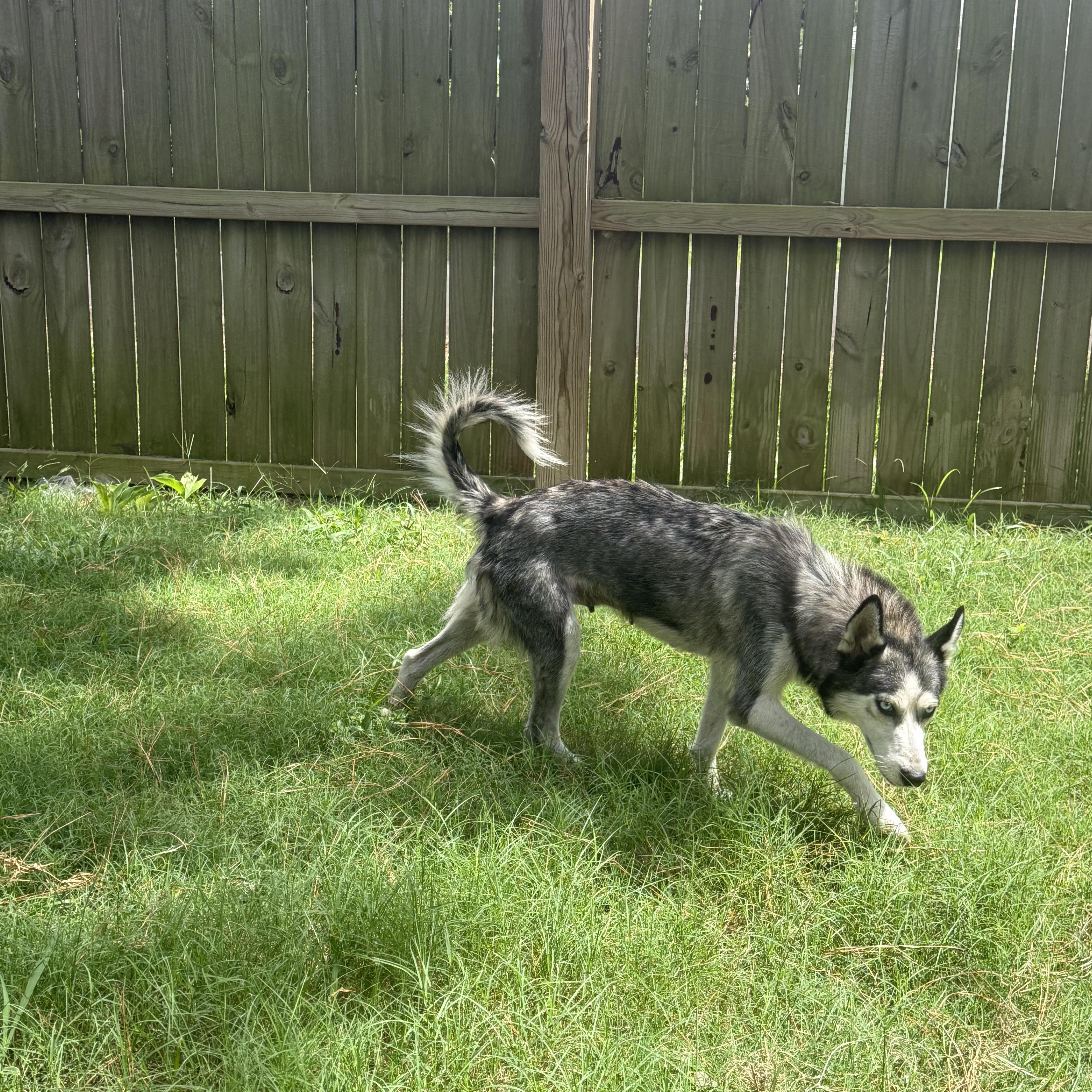 Enlarge Bella, a Adoptable mixed breed in Jefferson City, MO image 5/5