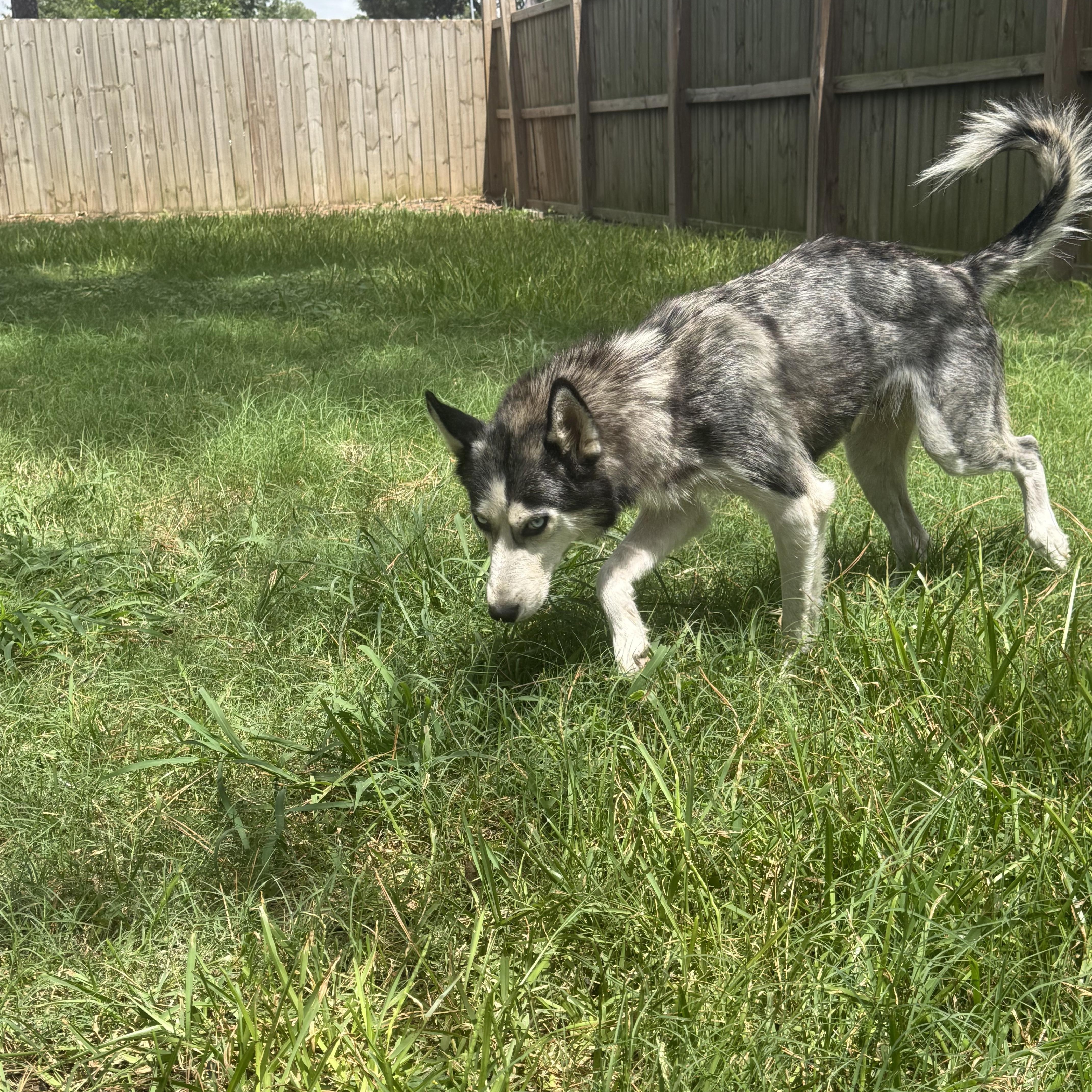 Enlarge Bella, a Adoptable mixed breed in Jefferson City, MO image 4/5