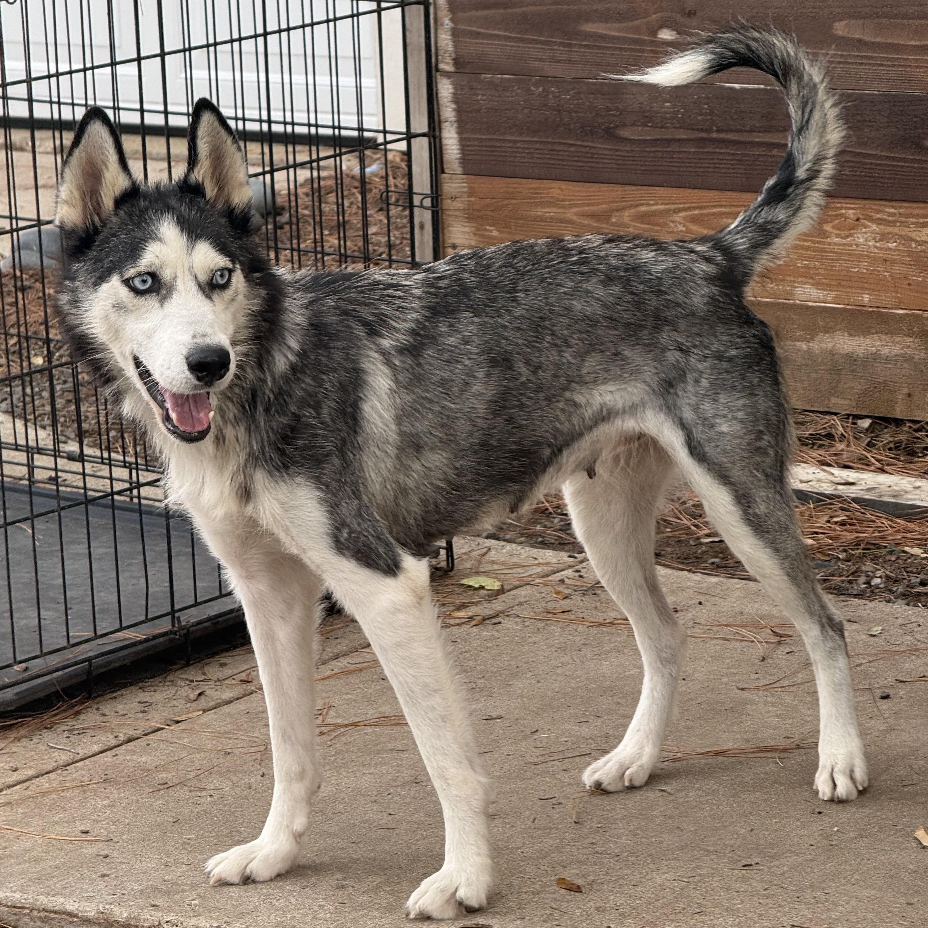 Enlarge Bella, a Adoptable mixed breed in Jefferson City, MO image 1/5