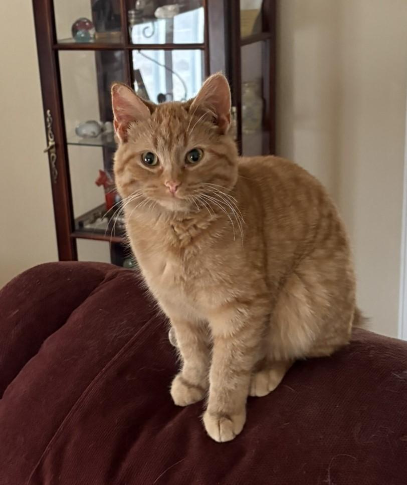 Enlarge Summit, a ADOPTABLE Domestic Medium Hair in Solon, IA image 3/5