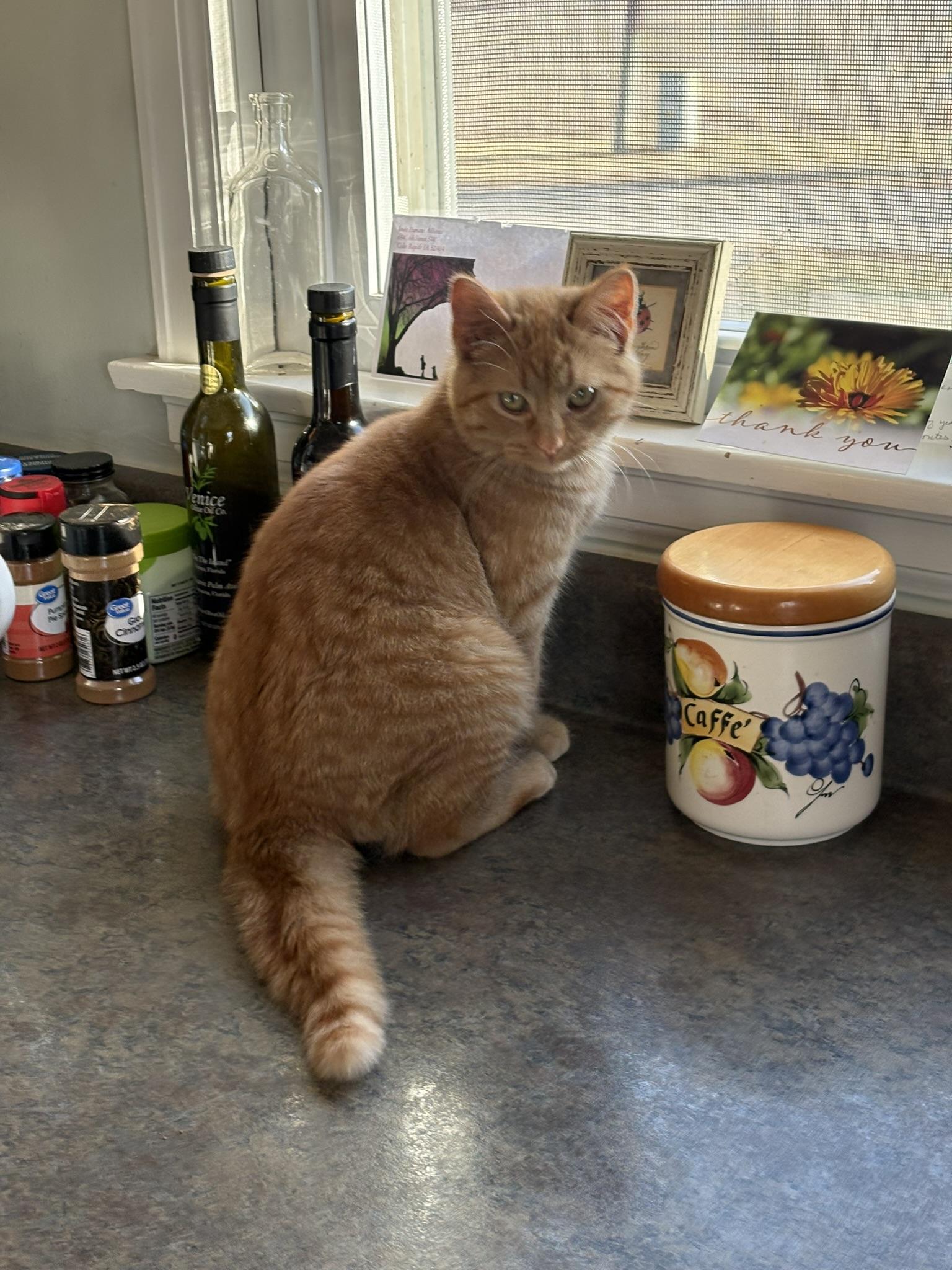 Enlarge Summit, a ADOPTABLE Domestic Medium Hair in Solon, IA image 5/5